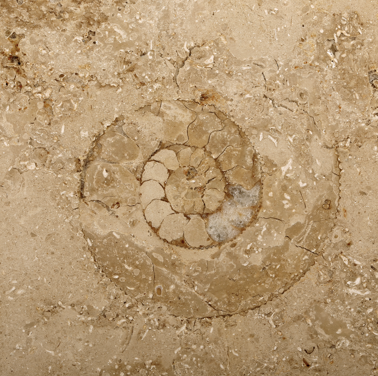 Jura Marmor Edition Kompakt mit Schweizer Stecker (J-TYP)